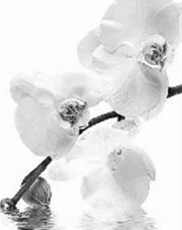 Profilbild von Franziska Arnold