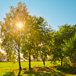 Produkt Bild Gedenkbaum