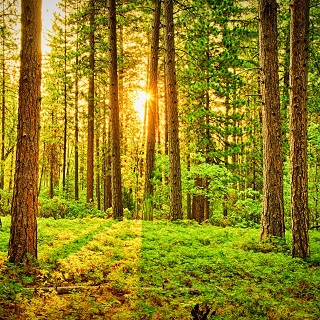 Gedenkwald von Marlon für Monica Schulte-Tenckhoff 